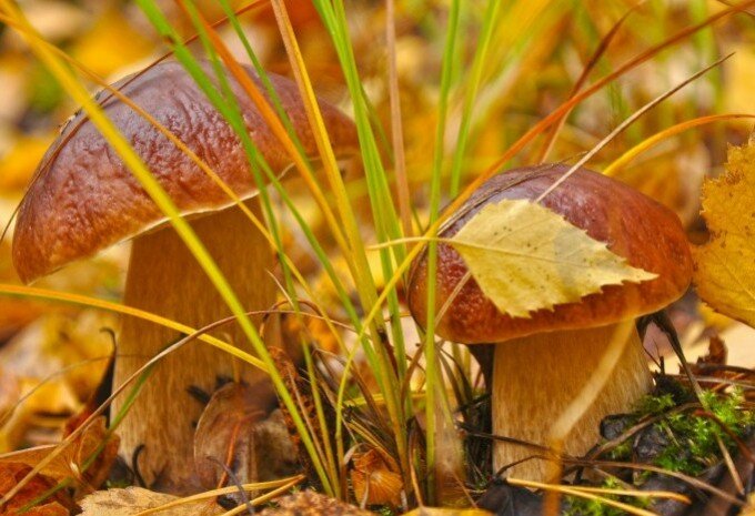 Белые грибы и их полезные свойста