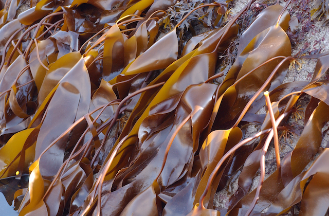 Сахарная морская капуста и ее особенности