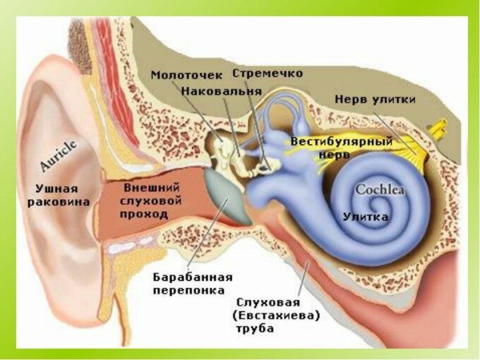Строение уха и ушной раковины